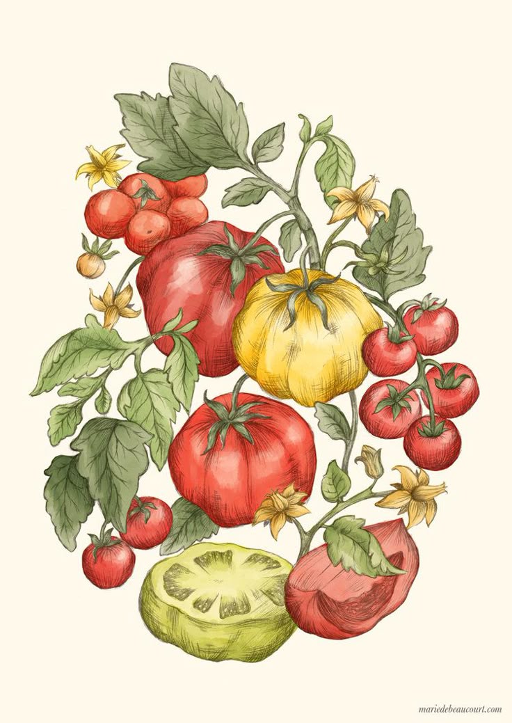 Tomato drawing in art nouveau style made by Marie De Beaucourt