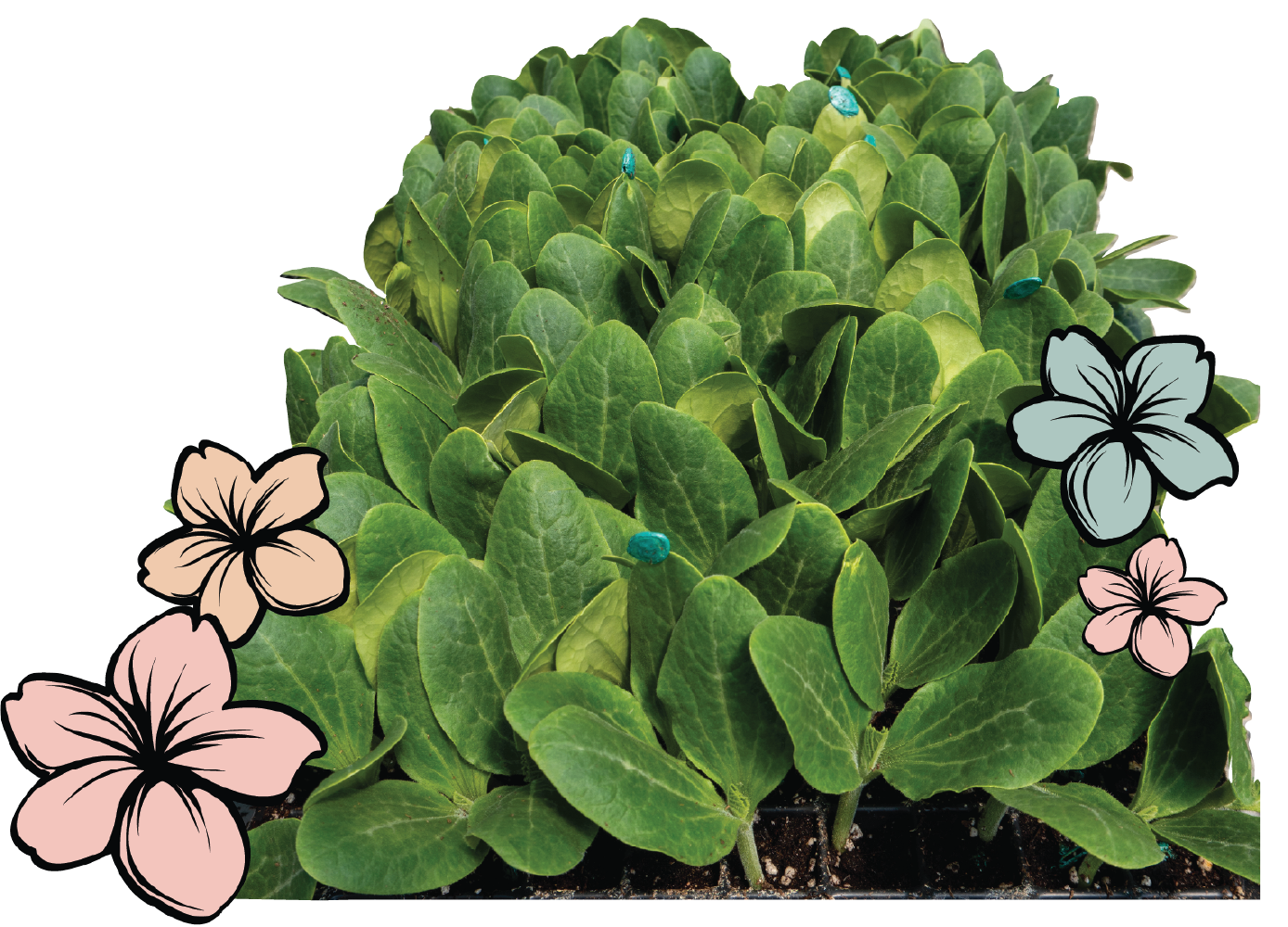 A Transplant picture with cute vector flowers taken by a gwd student or teacher cropped by Marianne Paquin 